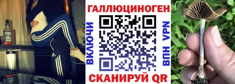 OMG   закладки  Череповец  Псилоцибиновые грибы Psilocybine cubensis 