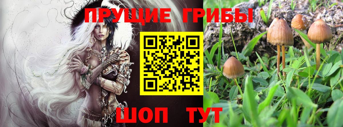 магазин    Череповец  Псилоцибиновые грибы MAGIC MUSHROOMS 